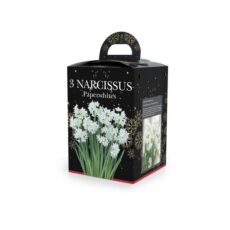 8711148243359 1 Narcissus Paperwhites.jpg